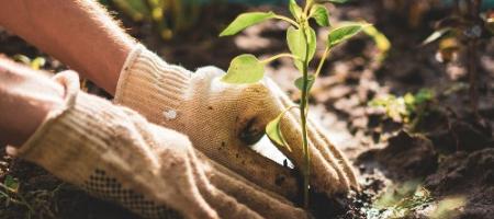 Hoe ziet een beplantingsplan voor groenten en fruit in de tuin eruit?