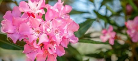 Hoe moet je oleander kweken, snoeien en vermeerderen?