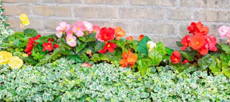 Tips voor het goed overwinteren en verzorgen van begonia’s