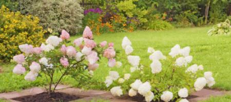 Alles over het winterklaar maken van hortensia’s