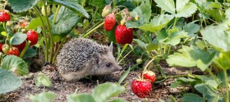 Aardbeien aan het einde van de zomer: wat je kunt doen voor een rijke oogst ook volgend jaar