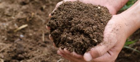 Een tekort aan voedingsstoffen in de bodem. Hoe weet je wat er aan de planten ontbreekt?