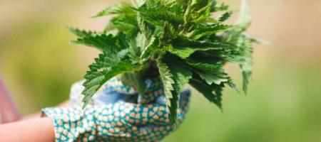Multifunctioneel onkruid: brandnetel als effectief geneesmiddel of meststof voor de tuin