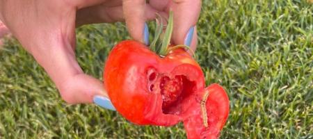 De gaatjes in de tomatenvruchten zijn het werk van de tomatenmot