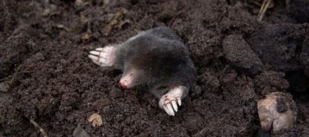 De mol – de schrik van het gazon, maar ook een beschermer tegen kevers. Wat moeten we ermee doen?