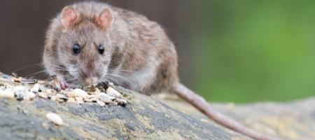 Hoe kom je van ratten in de tuin of in huis af?