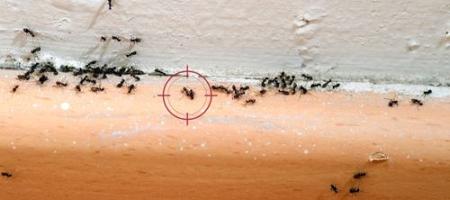 Mieren in het appartement en in het huis: hoe kun je ze op een betrouwbare manier bestrijden?