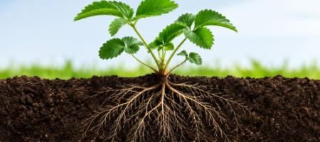 Trifender: biologische gewasbescherming met behulp van de schimmel Trichoderma asperellum