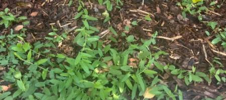 Onkruid in de tuin: hoe je het kunt herkennen, verwijderen en voorkomen dat het terugkomt