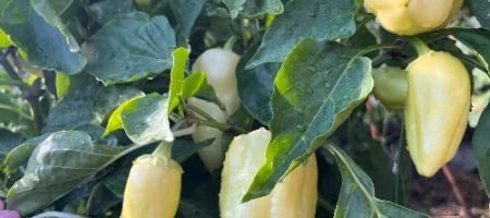 Paprika’s vol met vruchten al aan het begin van de zomer, zonder kas