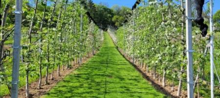 Hoe kweek je perfecte appels? Peter Molda onthult tips uit de boomgaard