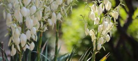 De yucca in huis en in de tuin: stap voor stap kweken en verzorgen