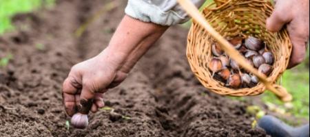 Knoflook planten in het voorjaar en in de herfst: wanneer en hoe moet je te werk gaan
