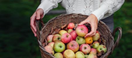 Wanneer moet je je favoriete groenten, fruit en kruiden uit de tuin oogsten?
