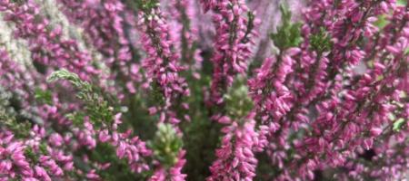 Heide: kweken, verzorgen en planten in de tuin en in een pot
