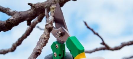 Winter snoeien van fruitbomen: hoe je appelbomen en andere fruitbomen snoeit
