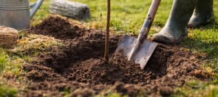 Het planten van fruitbomen: een complete gids voor het aanplanten