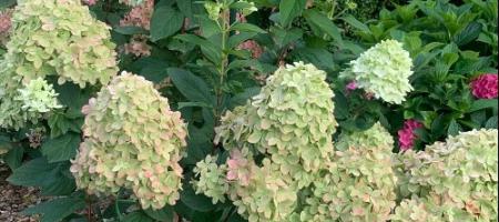 Hoe kweek je pluimhortensia’s? Zo bloeien ze de hele zomer lang!