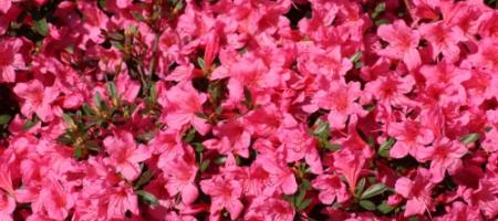 Azalea’s voor buiten en binnen: planten, snoeien en overwinteren zonder fouten