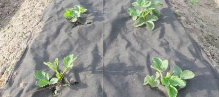 Hoe kunt u geweven en niet-geweven textiel in uw tuin gebruiken?