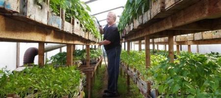 Tomaten en paprika’s kweken: een bekende groenteteler geeft tips (+video)