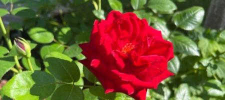 Rozen in de tuin: een complete gids, van het planten tot het bemesten