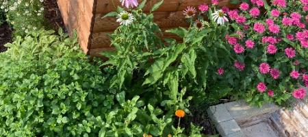 Heb je kruiden in je tuin staan? Ontdek ze voordat de bladluizen er zijn
