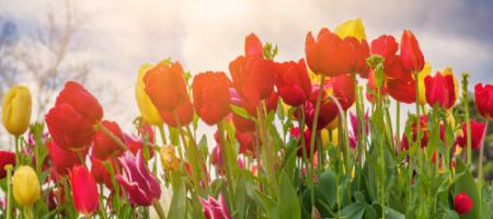 Wanneer worden tulpen geplant en hoe kun je ze op de juiste manier kweken?