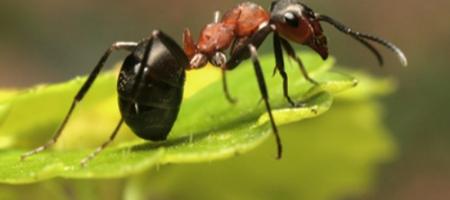 Maak voor eens en voor altijd een einde aan de mierenplaag in de tuin!