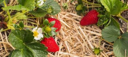 Hoe aardbeien winterklaar maken en ze na de winter verzorgen